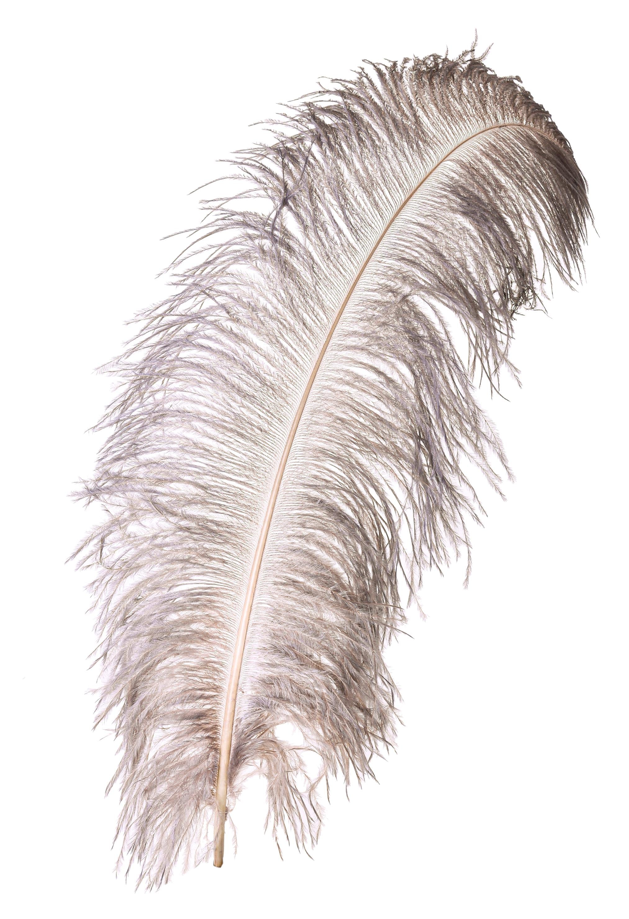 10 Piume Di Struzzo Naturali 30-35 Cm Con Tubo Prolunga - Decorazione Matrimonio Casa - Nero