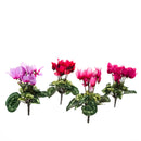 Set 12 Mini Ciclamino Artificiali Composto da 7 Fiori Altezza 18 cm Multicolore
