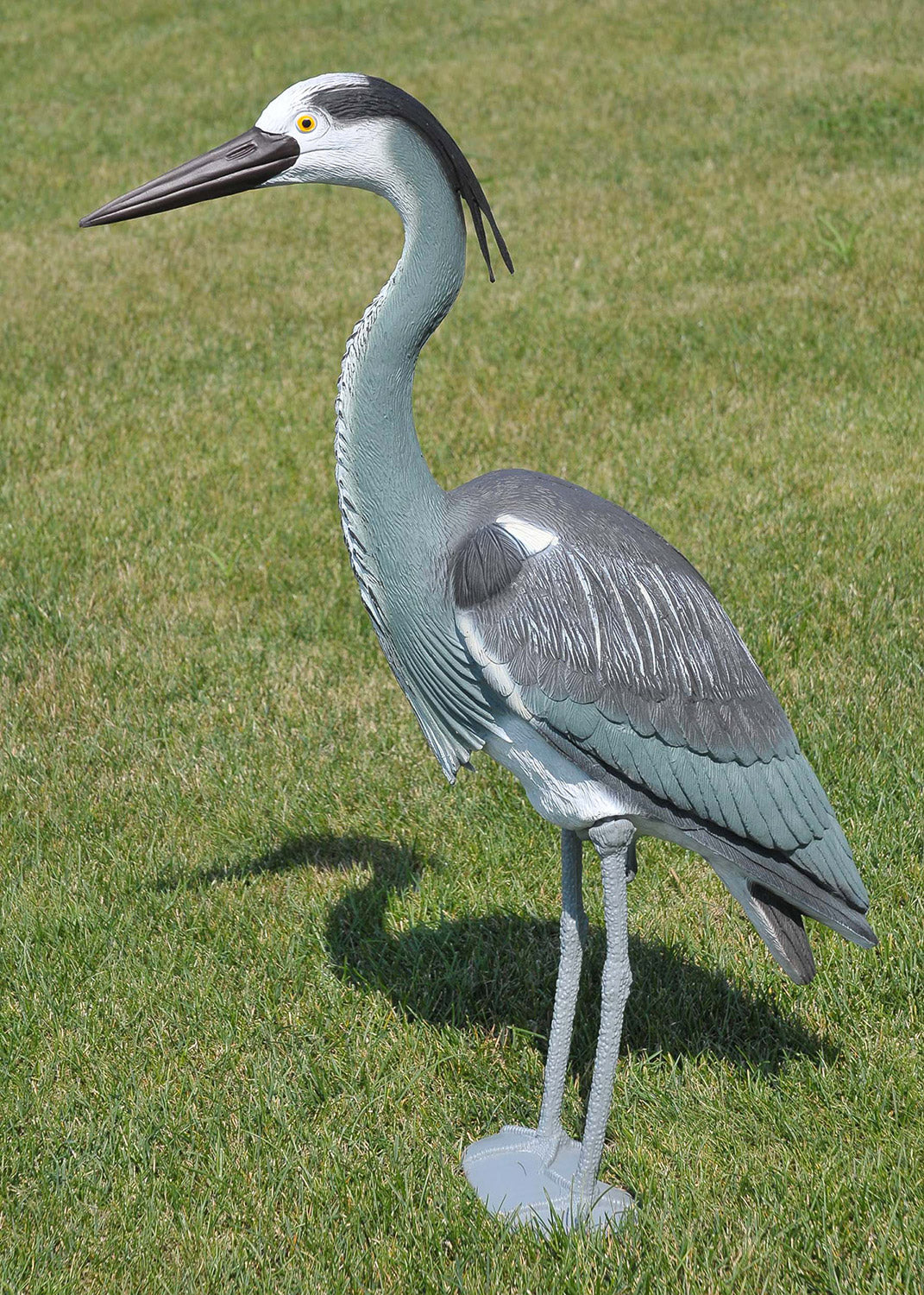 Airone Ornamentale da...