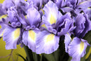 Iris Artificiale Composto da 5 Fiori Altezza 68 cm 