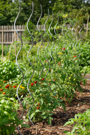 Set 10 Sostegni Tutori a Spirale per Piante Pomodori 200 cm in Acciaio Agrati