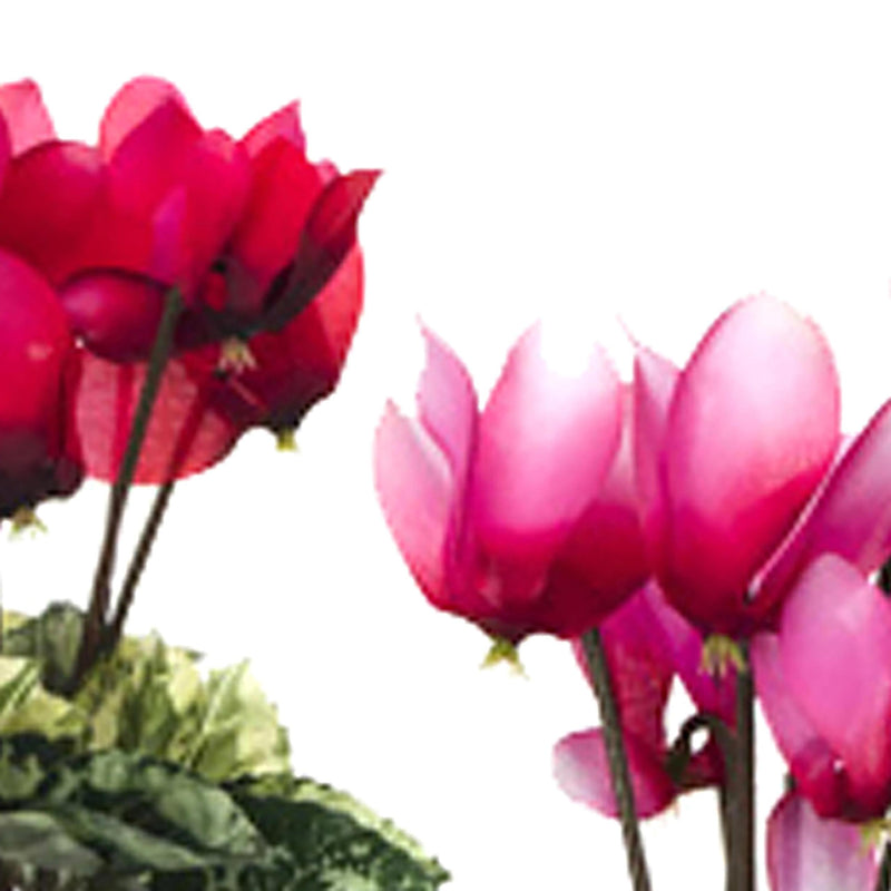 Set 12 Mini Ciclamino Artificiali Composto da 7 Fiori Altezza 18 cm Multicolore