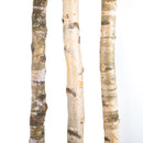 Tronco in Legno di Betulla Lunghezza 200 cm