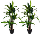 Set 2 Piante Artificiali Dracena H110 cm con Vaso Verde