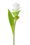 Set 4 Fiori Artificiali Tiny Fiore con Foglia 74 cm 