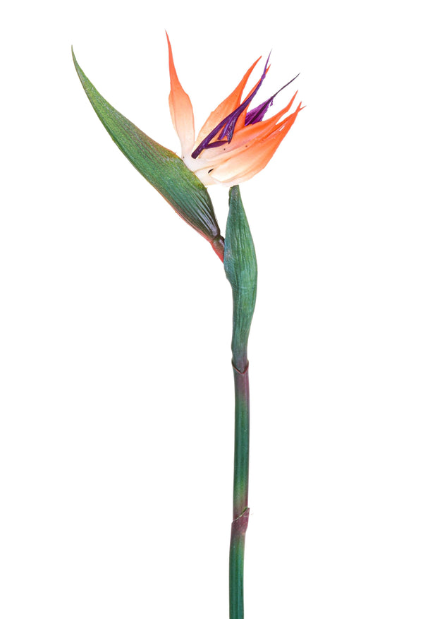 prezzo Set 6 Strelizia Artificiali Altezza 83 cm Arancio