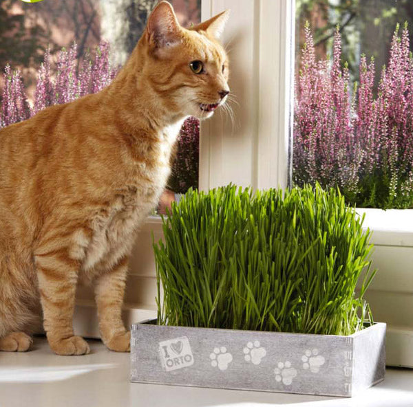 Kit Semi di Erba Gatta con Cassettina in Legno 23x14x6 cm e Terriccio Rama prezzo