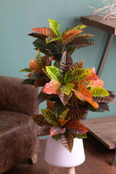 Croton Artificiale con Vaso, Composto da 136 Foglie Altezza 100 cm Verde