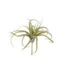 Set 4 Foglie Artificiali Tillandsia per 21 25 cm 