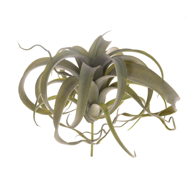 Set 2 Tillandsia Artificiale con 23 Foglie Altezza 25 cm Verde acquista