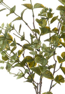 Set 6 Rami Artificiali Ruscus Orientale H 68 cm 