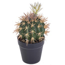 Set 3 Cactus Artificiale con Fiori in Vaso Altezza 19 cm 