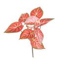 Set 6 Foglie Artificiali Syngonium 31 cm per 9 Real Touch 