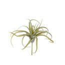 Set 4 Foglie Artificiali Tillandsia per 21 25 cm 