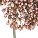 Set 4 Fiori Artificiali di Allium Altezza 65 cm Rosa