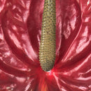 Set 6 Fiori Artificiali di Anthurium Altezza 70 cm Rosso
