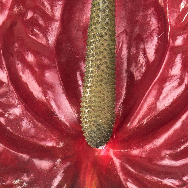 Set 6 Fiori Artificiali di Anthurium Altezza 70 cm Rosso