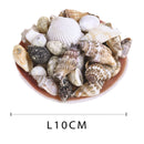 Set 12 Conchiglie Assortite con Cesti Larghezza 10 cm