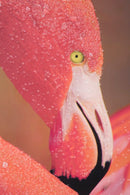 Stampa su Tela con Applicazioni Flamingo 80x3,8x120 cm in Legno e canvas
