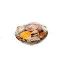 Set 12 Conchiglie Assortite con Cesti Larghezza 20 cm