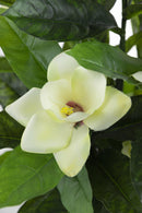 Fiori Artificiali H90 cm in Plastica con Vaso Soriani Magnolia Bianca