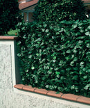 Arella Siepe Sintetica Artificiale in PVC con Rete Ombreggiante Ranieri Foglie di Lauro Varie Misure