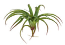 Set 2 Tillandsia Artificiale Misure 35x40 cm Verde