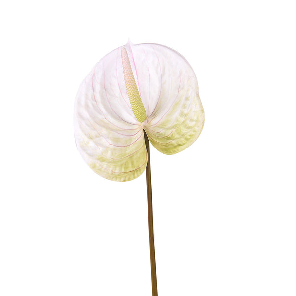 Set 6 Fiori Artificiali di Anthurium Altezza 70 cm Verde acquista