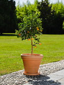 Vaso in Polietilene Doppio Bordo Anticato Varie Misure