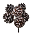 Set 24 Pick con 6 Pigne.ØPigna 3,5 cm 