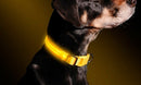 Collare regolabile luminoso a led Taglia XL per cani e gatti Giallo