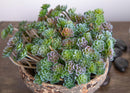 Set 9 Aoenium Succulent Artificiale Altezza 12 cm Verde