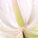 Set 6 Fiori Artificiali di Anthurium Altezza 70 cm Verde