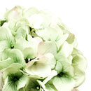 Set 2 Ortensia Artificiale Altezza 71 cm 