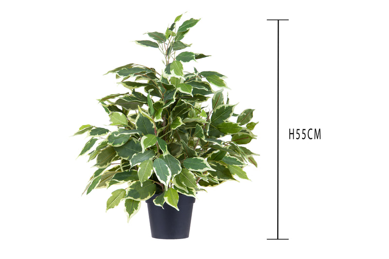 Ficus Artificiale con Vaso Altezza 55 cm Verde