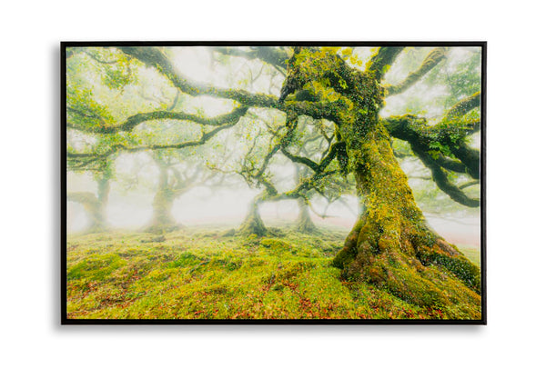Stampa su Tela Laccata con Cornice Foresta 90x4x60 cm in Pino e Tela e Plastica sconto