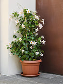 Vaso Ø45x33,1 cm in Polipropilene Vaso Coste 45 Terracotta