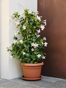 Vaso in Polipropilene Vaso Coste Terracotta Varie Misure