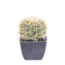 Set 2 Piante Artificiali Cactus con Vasi Ø 14 cm