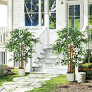 Pianta Artificiale di Baniano Alta 120 cm Verde in PEVA e Legno con Vaso Contenitore in PP e Cemento Bianco      