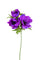 Set 8 Fiori Artificiali di Anemone Composta da 3 Fiori Altezza 46 cm Viola