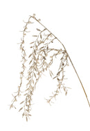 Set 6 Ramo Pungitopo con Perle H87 cm Champ