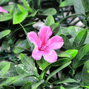 Parete Verde Verticale Artificiale 100x100 cm