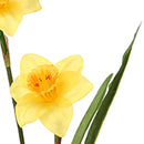 Set 8 Rami Artificiali Narciso con 6 Fiori H 70 cm