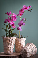 Set 6 Cesti in Materiale Naturale H 17 cm