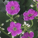 Set 5 Bouquet Artificiali di Mini Calanchoe H 30 cm