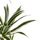 Set 3 Dracena con 141 Foglie Artificiali Altezza 84 cm Verde