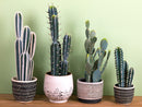 Set 2 Piante Artificiali Cactus Echinopsi con Vasi H 37 cm