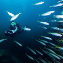 Acquascooter Elettrico Yamaha RDS280 DPV 4,5Km/h