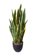 Pianta Artificiale Sanseveria con Vaso 78 cm 